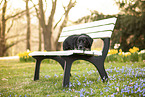 old Dachshund-Labrador-Retriever