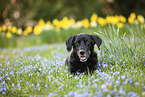 old Dachshund-Labrador-Retriever