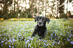 old Dachshund-Labrador-Retriever