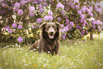 Flat-Coated-Retriever-Australian-Shepherd in summer