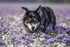 Husky-Australian-Shepherd