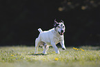 Jack-Russell-Terrier-Mongrel