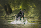 Rhodesian-Ridgeback-Dalmatian