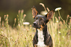 Terrier-Mongrel in summer