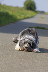 German-Sheeppoodle-Mongrel