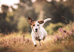 Jack-Russell-Terrier-Dachshund