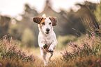 Jack-Russell-Terrier-Dachshund