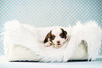 Bernese-Mountain-Dog-Australian-Shepherd Puppy