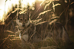 wolfdog