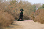 Labrador-Retriever-Mongel