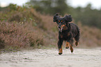 Cocker-Spaniel-Dachshund