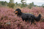 Cocker-Spaniel-Dachshund