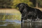 Golden-Retriever-Mongrel