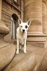 Australian-Cattle-Dog-Mongrel