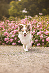 Miniature-Australian-Shepherd-Mongrel