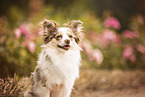 Miniature-Australian-Shepherd-Mongrel