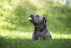 American-Bully-American-Staffordshire-Terrier