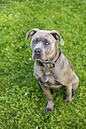 American-Bully-American-Staffordshire-Terrier