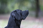 Cane-Corso-Mongrel