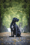 Cane-Corso-Mongrel