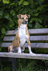 Jack-Russell-Terrier-Mongrel