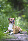 Jack-Russell-Terrier-Mongrel