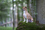 Jack-Russell-Terrier-Mongrel