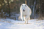 Samoyed-Eurasier-Monngrel