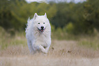 Samoyed-Eurasier-Monngrel