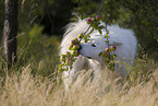 Samoyed-Eurasier-Monngrel