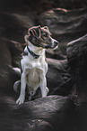 Jack-Russell-Terrier-Mongrel