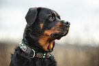 Rottweiler-Bernese-Mountain-Dog