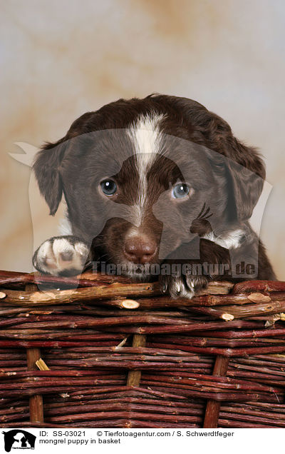 mongrel puppy in basket / SS-03021