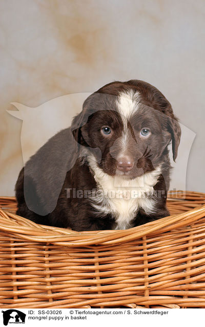 Mischling Welpe im Krbchen / mongrel puppy in basket / SS-03026