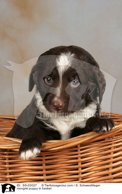 Mischling Welpe im Krbchen / mongrel puppy in basket / SS-03027