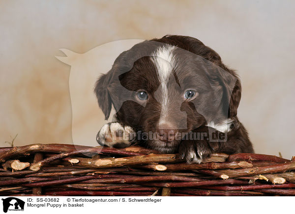 Mongrel Puppy in basket / SS-03682
