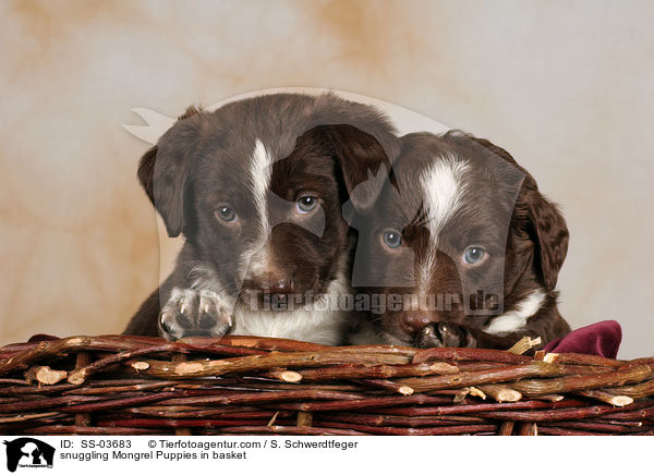 snuggling Mongrel Puppies in basket / SS-03683