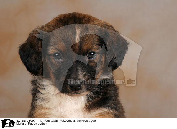 Mischlings Welpe Portrait / Mongrel Puppy portrait / SS-03697
