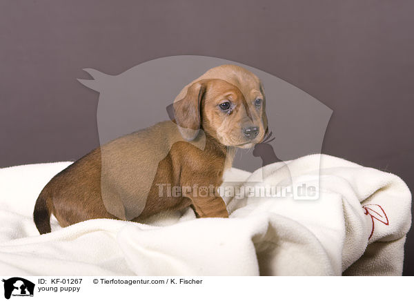 junger Welpe / young puppy / KF-01267