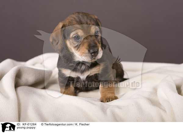 junger Welpe / young puppy / KF-01284