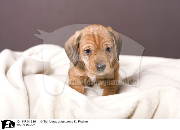 junger Welpe / young puppy / KF-01286