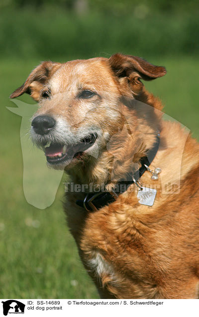 alter Hund im Portrait / old dog portrait / SS-14689