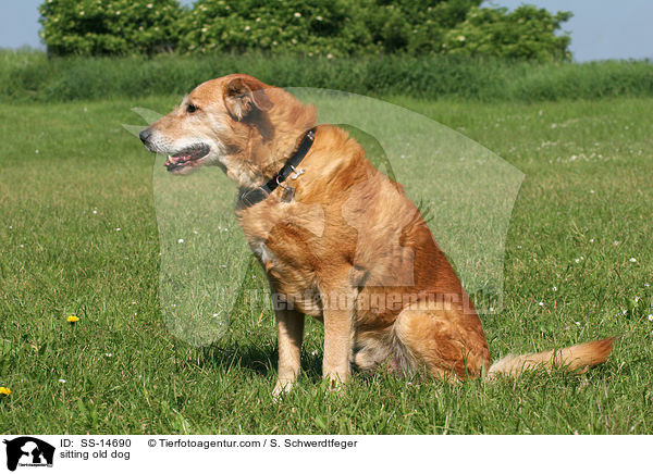 sitzender alter Hund / sitting old dog / SS-14690