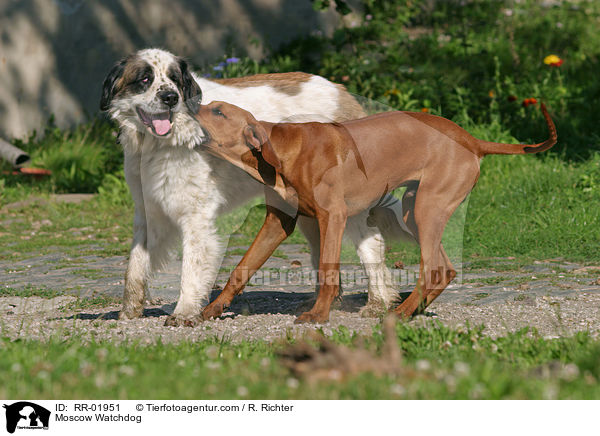 Rhodesian Ridgeback & Moskauer Wachhund / Moscow Watchdog / RR-01951