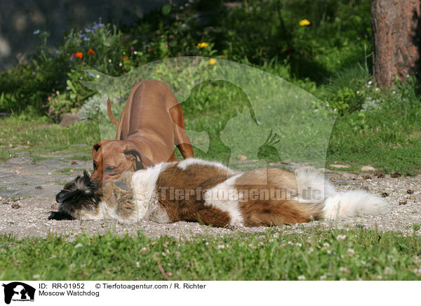 Rhodesian Ridgeback & Moskauer Wachhund / Moscow Watchdog / RR-01952