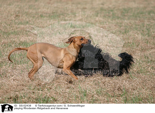 spielender Rhodesian Ridgeback und Havaneser / playing Rhodesian Ridgeback and Havanese / SS-02438