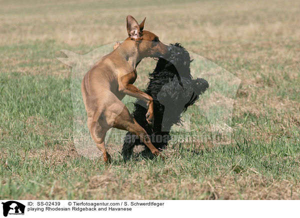 spielender Rhodesian Ridgeback und Havaneser / playing Rhodesian Ridgeback and Havanese / SS-02439