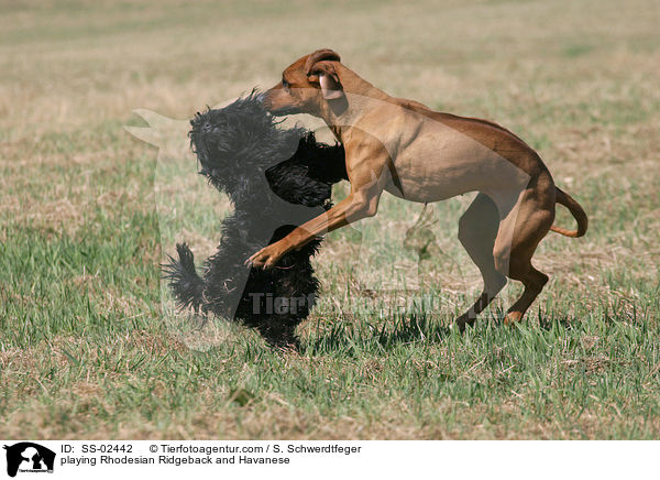 spielender Rhodesian Ridgeback und Havaneser / playing Rhodesian Ridgeback and Havanese / SS-02442