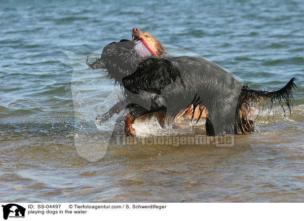 im Wasser spielende Hunde / playing dogs in the water / SS-04497