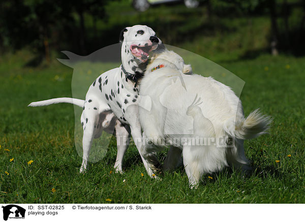 spielende Hunde / playing dogs / SST-02825